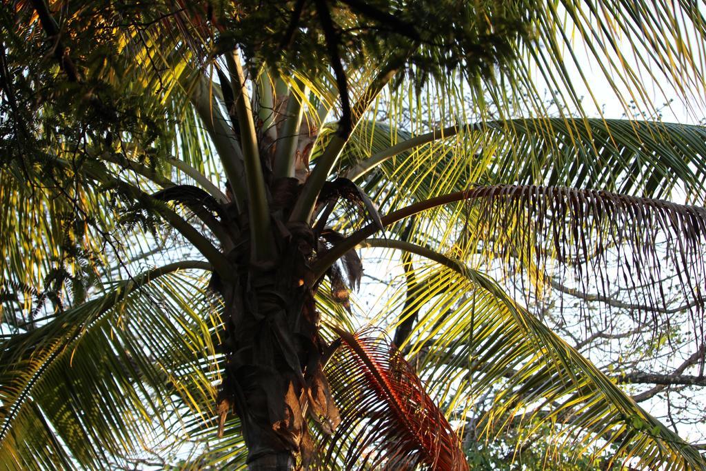 Bed and Breakfast Quinta Esencia Brasilito Exterior foto
